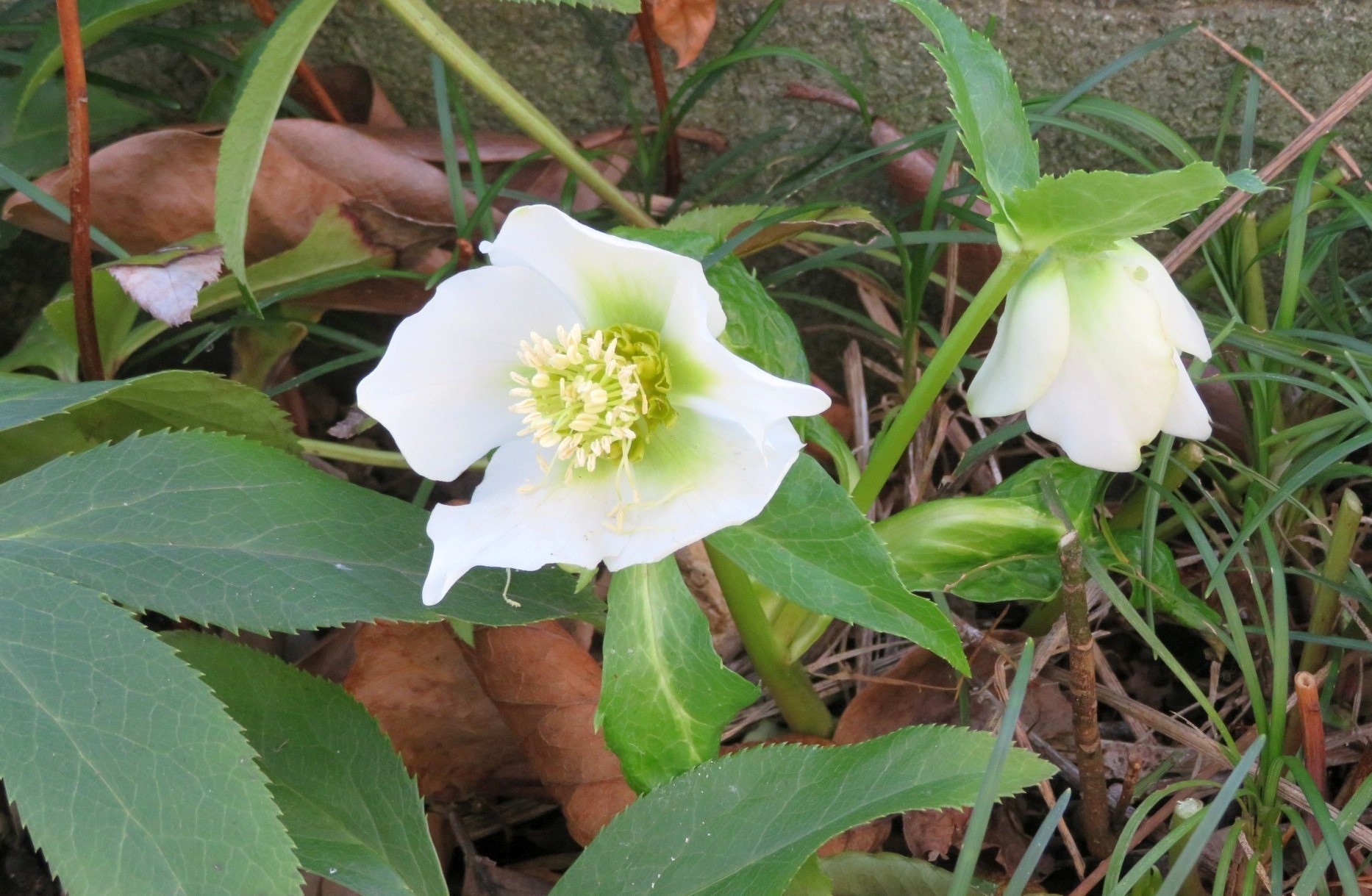 ガーデニング 3 ３丁目の花壇