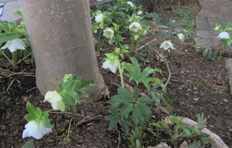 ガーデニング 3 ３丁目の花壇